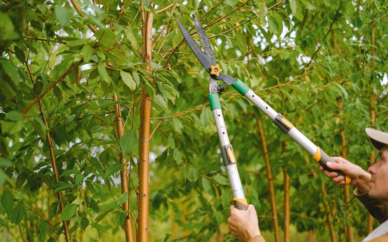 Tree trimming in Cumming, IA