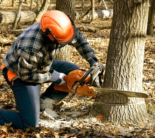 Tree Removal in Cumming, IA